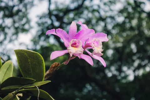 Hình nền Hoa lan 4K · flowers · 3840×2560