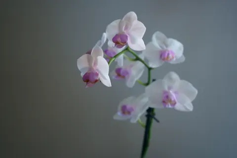 蘭花 4K桌布 · flowers · 3840×2560