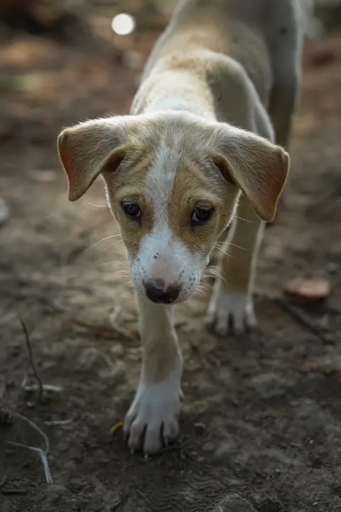Puppy Phone Wallpaper · pets · 1440×2160