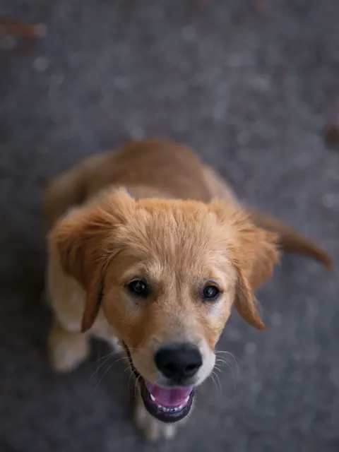 Puppy Phone Wallpaper · pets · 1440×1920