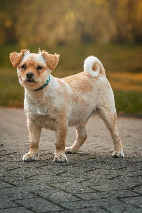 Puppy Phone Wallpaper · pets · 1440×2160