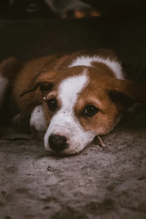 Puppy Phone Wallpaper · pets · 1440×2160
