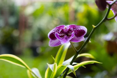 Wallpaper Anggrek 4K · flowers · 3840×2560