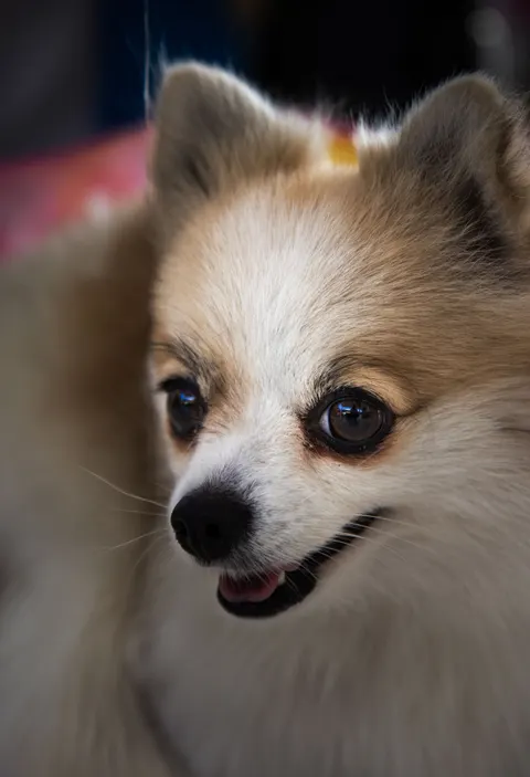 Puppy Phone Wallpaper · pets · 1440×2107