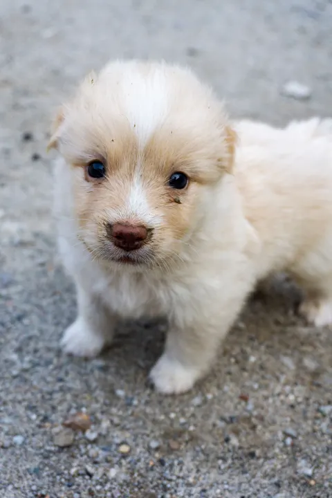 Puppy Phone Wallpaper · pets · 1440×2160