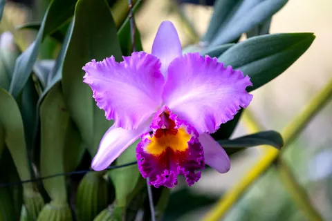 Sfondo Orchidea 4K · flowers · 3840×2561