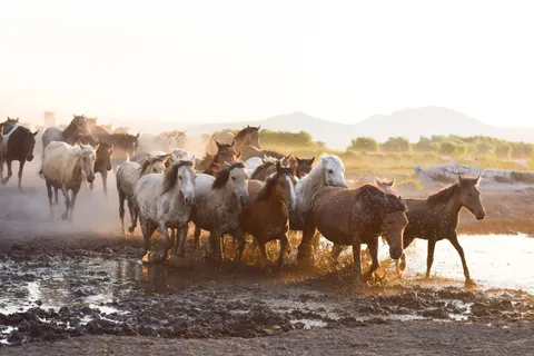 Sfondo Cavallo 4K · animals · 3840×2560
