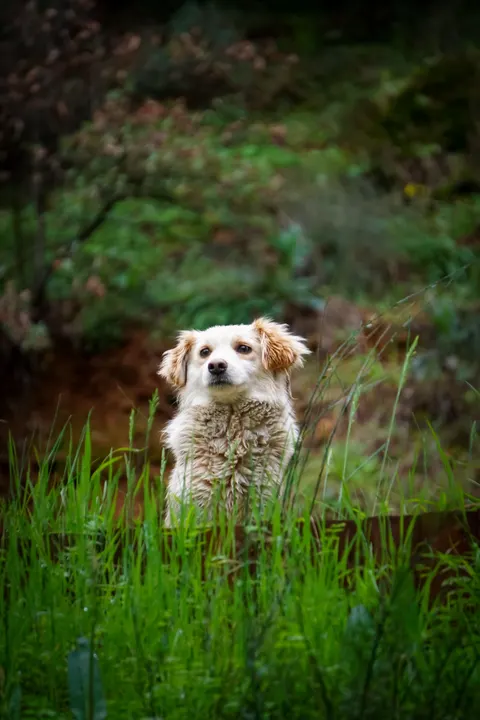 Puppy Phone Wallpaper · pets · 1440×2160