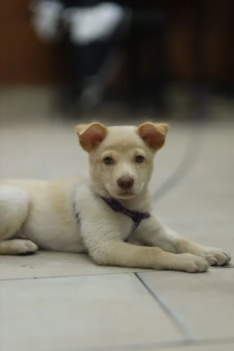 Puppy Phone Wallpaper · pets · 1440×2160