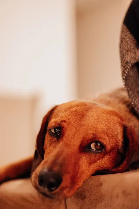 Puppy Phone Wallpaper · pets · 1440×2160