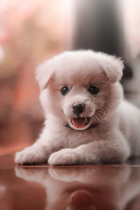 Puppy Phone Wallpaper · pets · 1440×2160