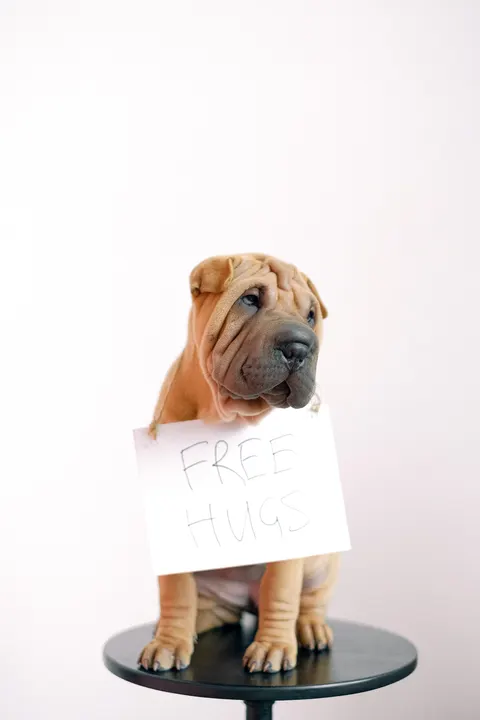 Puppy Phone Wallpaper · pets · 1440×2160