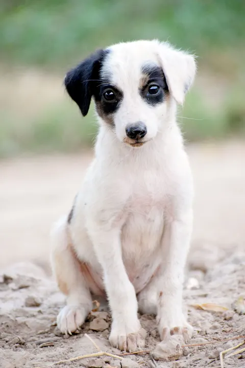 Puppy Phone Wallpaper · pets · 1440×2160