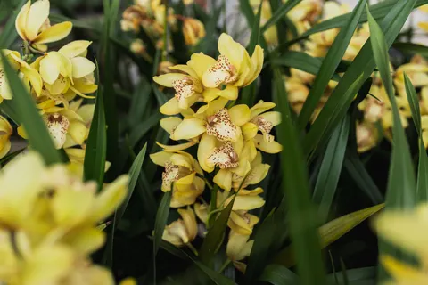 Orchidee 4K-achtergrond · flowers · 3840×2560