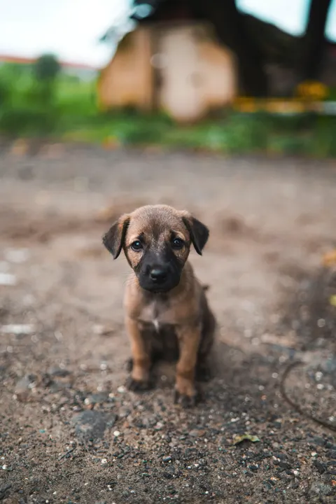 Puppy Phone Wallpaper · pets · 1440×2160