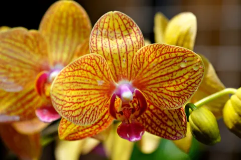 ऑर्किड 4K वॉलपेपर · flowers · 3840×2561