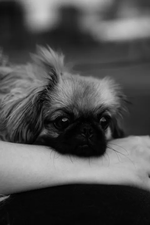 Puppy Phone Wallpaper · pets · 1440×2160