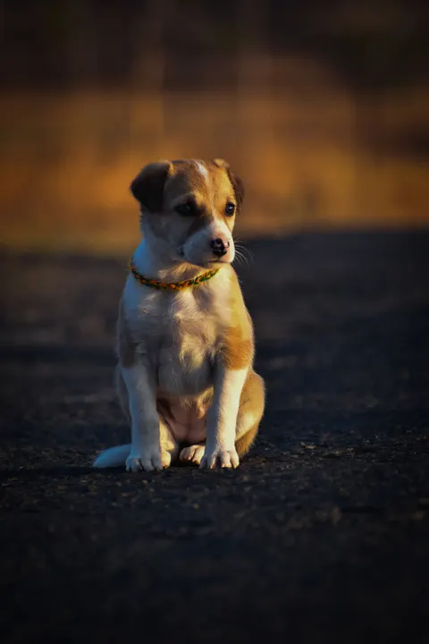 Puppy Phone Wallpaper · pets · 1440×2160