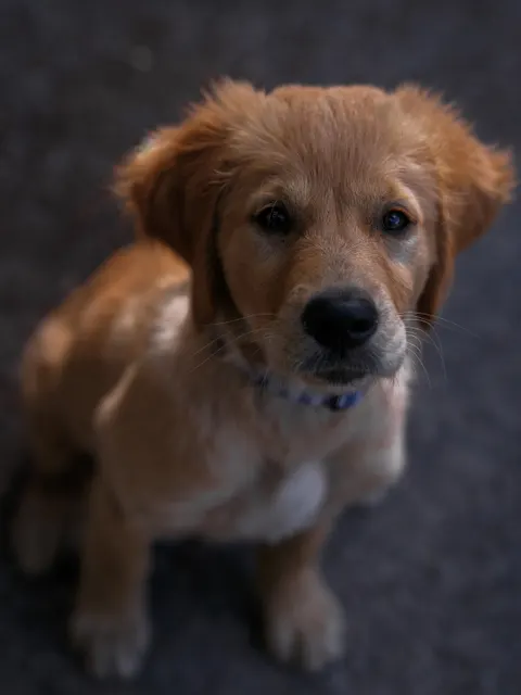 Fond d'écran mobile Chiot · pets · 1440×1920