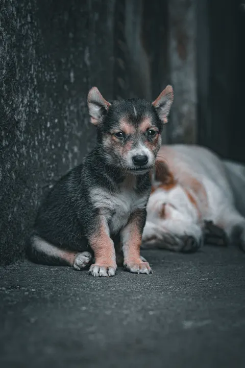 Puppy Phone Wallpaper · pets · 1440×2160