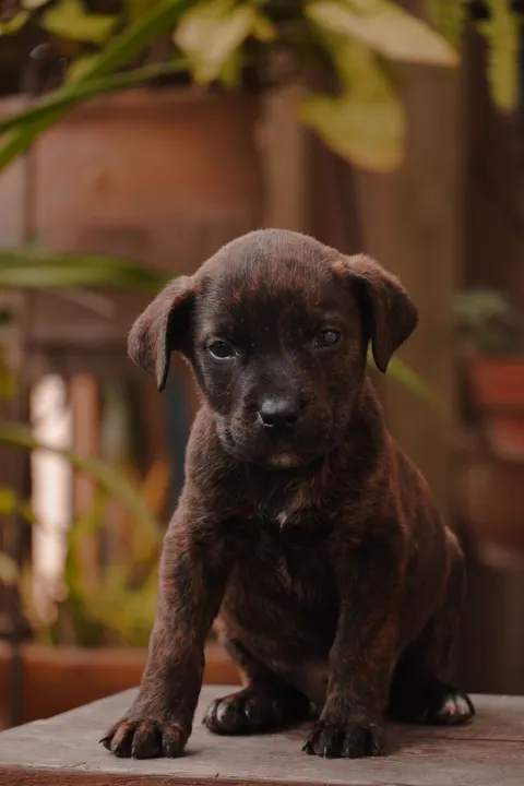 Puppy Phone Wallpaper · pets · 1440×2160