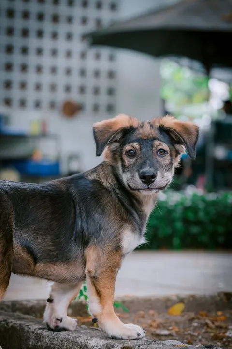 Puppy Phone Wallpaper · pets · 1440×2160