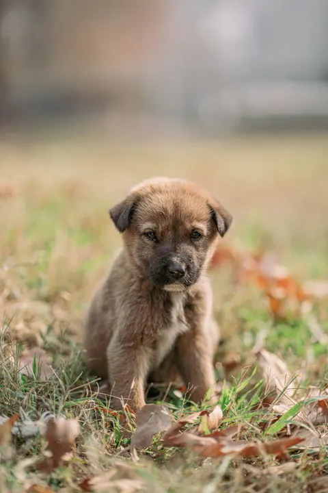 Puppy Phone Wallpaper · pets · 1440×2160
