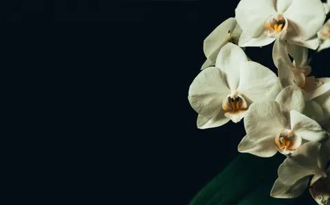 Orchidee 4K Hintergrundbild · flowers · 3840×2385