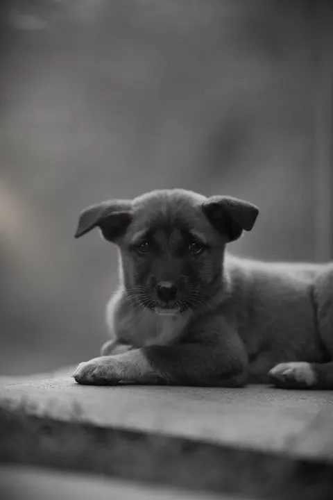 पिल्ला मोबाइल वॉलपेपर · pets · 1440×2160