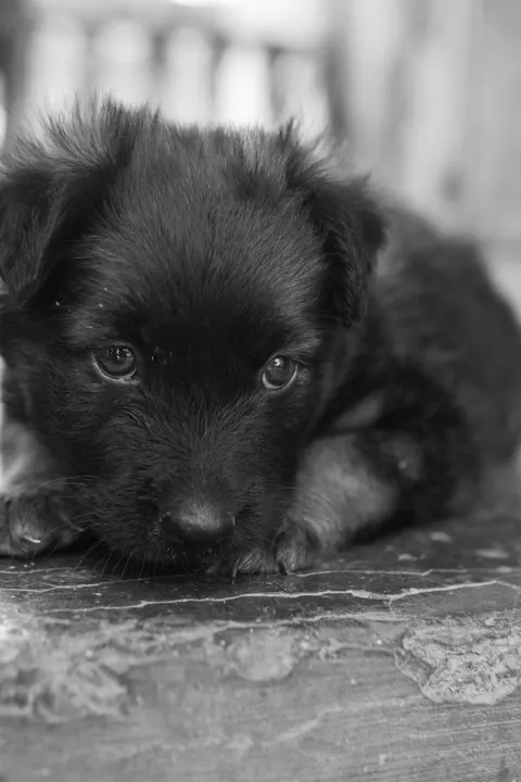 Puppy Phone Wallpaper · pets · 1440×2160