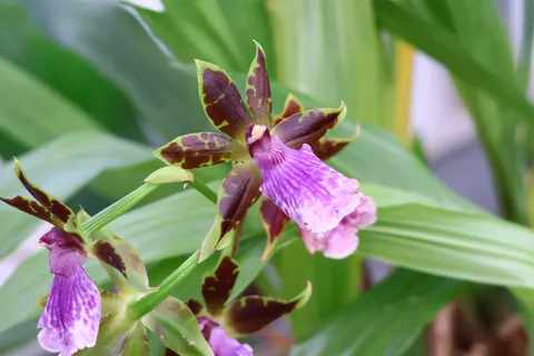 Orchid 4K Wallpaper · flowers · 3840×2560