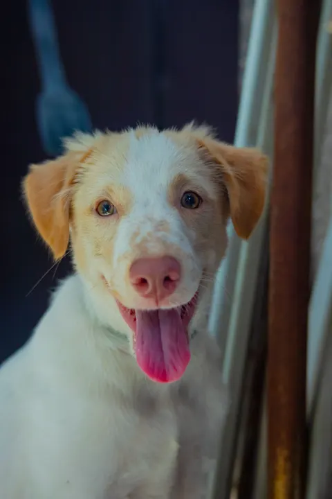 Puppy Phone Wallpaper · pets · 1440×2160