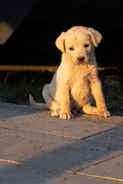 Puppy Telefoon Achtergrond · pets · 1440×2160