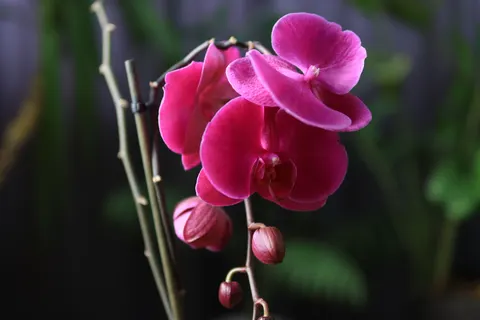 Обои Орхидея 4K · flowers · 3840×2560