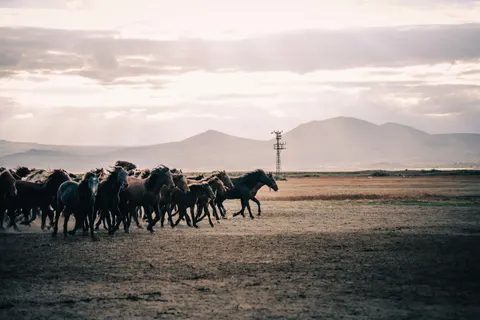Sfondo Cavallo 4K · animals · 3840×2560