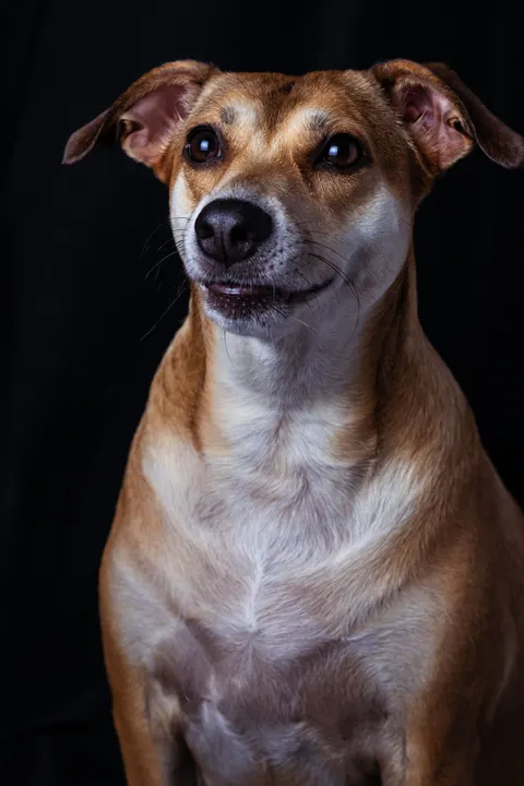 Puppy Phone Wallpaper · pets · 1440×2160