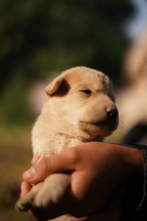 Puppy Phone Wallpaper · pets · 1440×2159