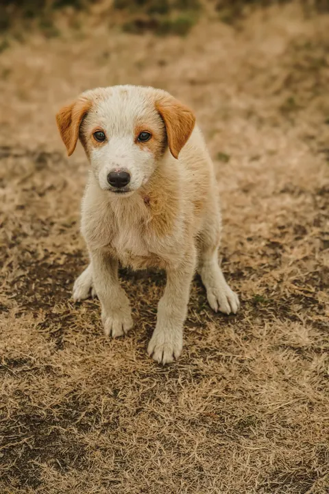 Puppy Telefoon Achtergrond · pets · 1440×2160