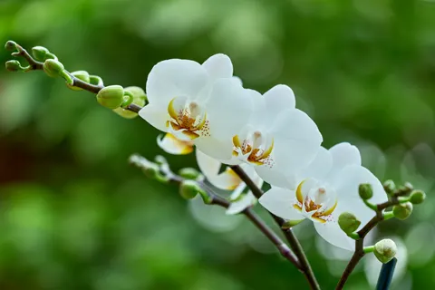 난초 4K 배경화면 · flowers · 3840×2560