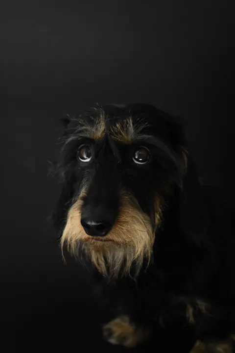 جرو خلفية للجوال · pets · 1440×2160