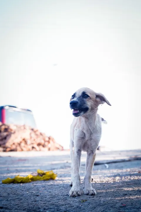 Puppy Phone Wallpaper · pets · 1440×2160