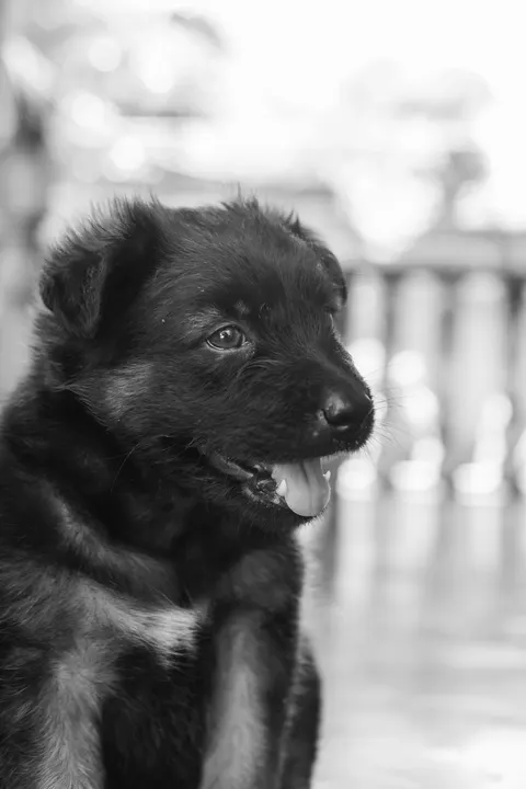 Puppy Phone Wallpaper · pets · 1440×2160