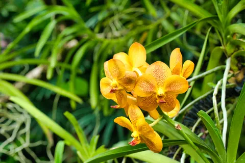 Orchid 4K Wallpaper · flowers · 3840×2560