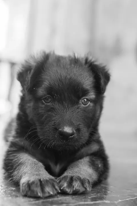 Puppy Phone Wallpaper · pets · 1440×2160