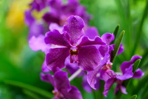 Wallpaper Anggrek 4K · flowers · 3840×2560