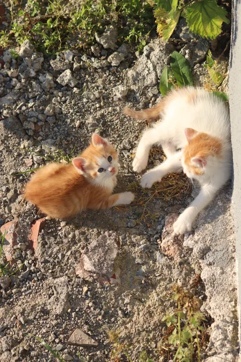Kitten Phone Wallpaper · pets · 1440×2160