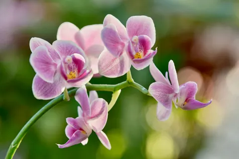Sfondo Orchidea 4K · flowers · 3840×2560