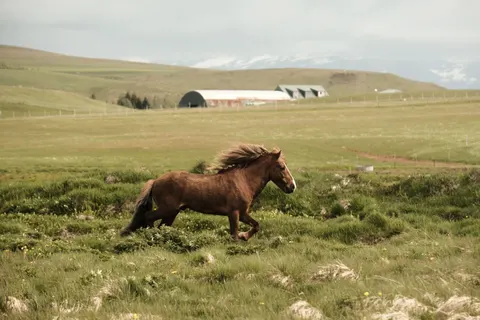 At 4K Duvar Kağıdı · animals · 3840×2560