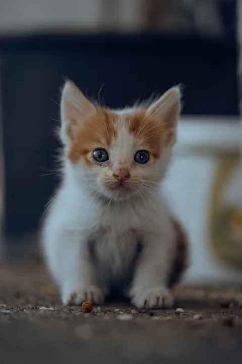 小猫 手机壁纸 · pets · 1440×2160