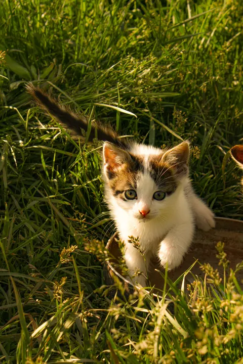 Kitten Phone Wallpaper · pets · 1440×2160